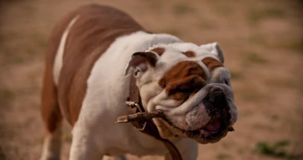 Young Female English Bulldog Walking Outdoors with a Stick at Summer Park Breathing Hard