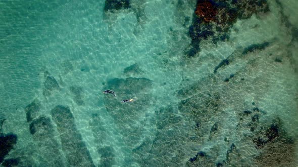 Spinning Overhead Aerial Descending On Couple Snorkelling In Goat Island Marine Reserve Crystal Clea