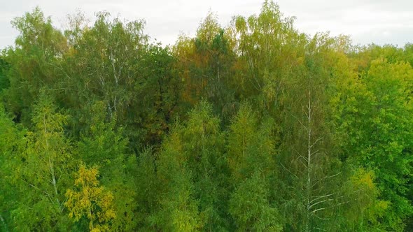 Aerial Video of Autumn Forest in the Evening