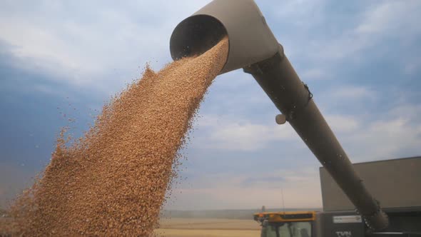 Combine Loading Wheat Grain in Truck at Evening. Yellow Dry Kernels Falling From Harvester Auger