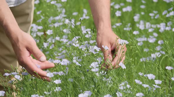 A Farmer Inspects the Integrity of a Plant in a Flax Field