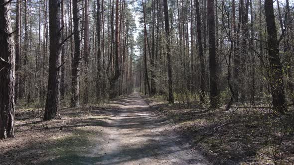 Road in the Forest During the Day Slow Motion