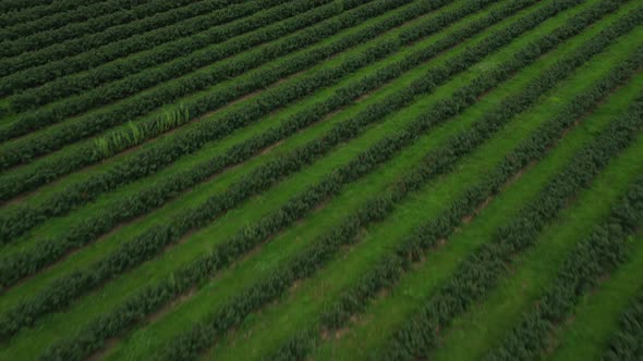 Aerial view of blueberry farm plantation, drone shots, 4k,  forward slow tilt.