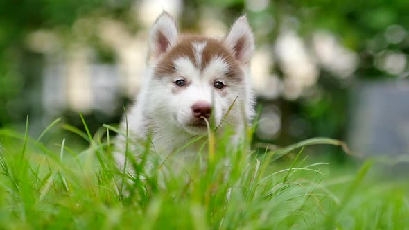 Close Up Siberian Husky Puppy Looking On Green Grass
