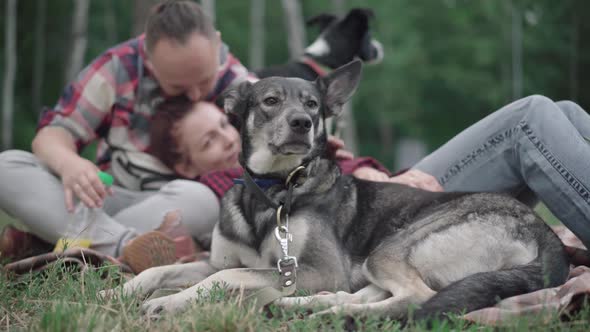 Confident Adult Dog Lying on Green Meadow with Blurred Caucasian Couple Caressing Its Head at the