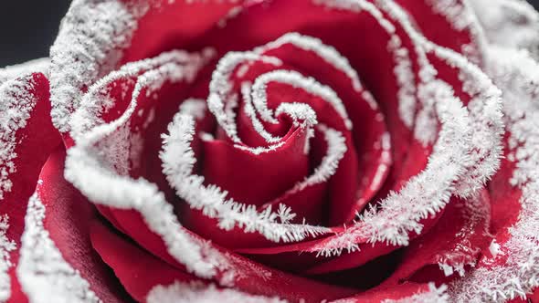 Time Lapse of the Rose Freezing Ice Crystals Grow on the Rose in the Cold