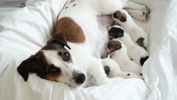 Newborn Puppies Sucking Dog Milk