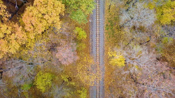 Aerial railway line in bright yellow autumn forest