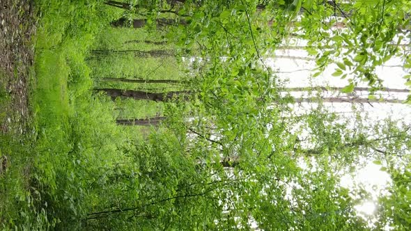 Vertical Video of a Forest with Pine Trees