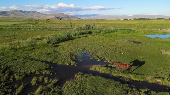 aerial horse field