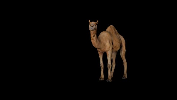 Camel Sit Front