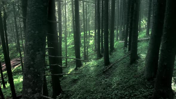 Magical Mountain Forest with the Trees Growing on Hills . Warm Sunbeams Illuminating the Trunks and