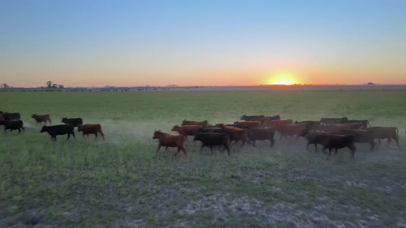 Aerial drone flyover a herd of aberdeen angus cattle running across the grassy open field, on their