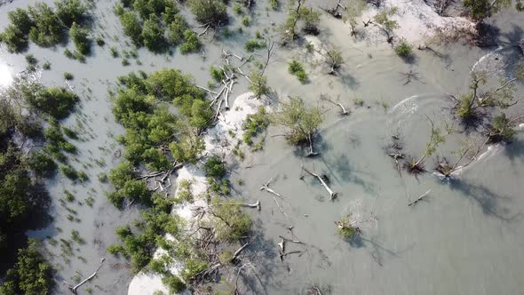 White sand and mangrove tree at Tanjung Piandang