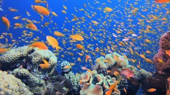 Colorful Fish on Vibrant Coral Reef