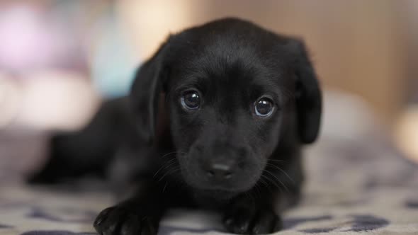 Cute Tender Black Puppy Lies on Mat