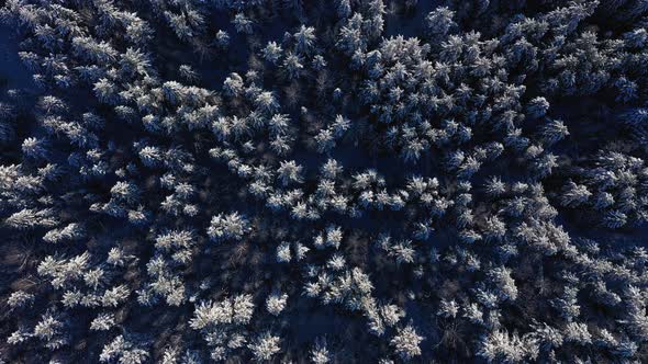 Cinematic Aerial View of a Cold Snowcovered Forest at the Top of a Hill