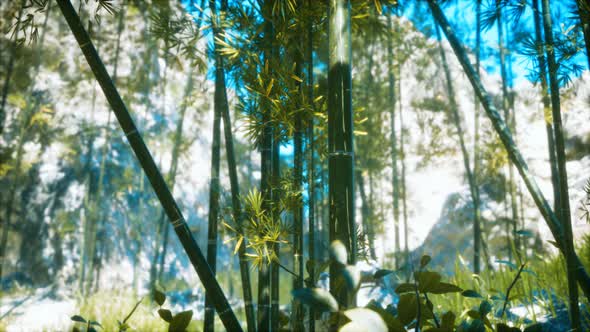 Asian Bamboo Forest with Sunlight