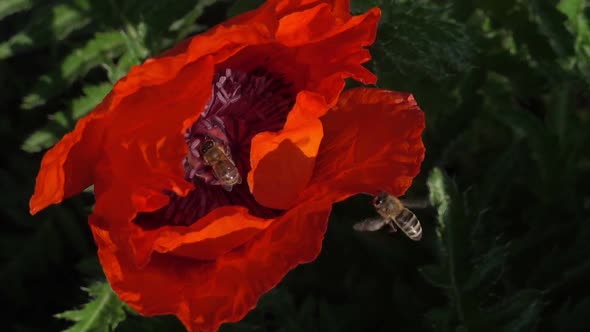 Bees Swarm in a Red Poppy To Collect Pollen