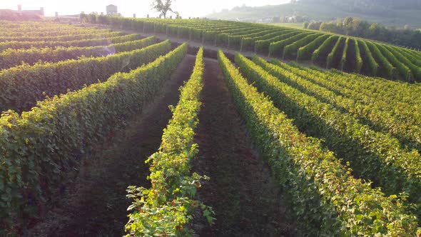 Vineyards field organic agriculture aerial view