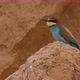 European Beeeater or Merops Apiaster - VideoHive Item for Sale