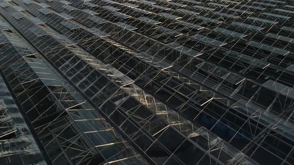 Greenhouses at sunset