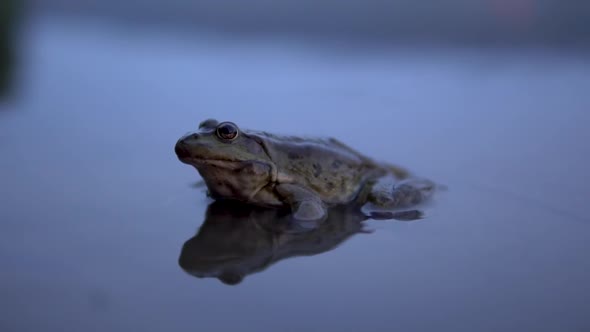 Slowly Big Toad Sits in the Water