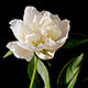 Peony Flowers - VideoHive Item for Sale