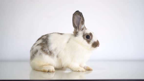 Furry and fluffy cute white and red brown rabbit erect ears are sitting look in the camera, isolated