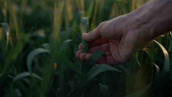 Man Hand Touching Spikelet Wheat Field Closeup