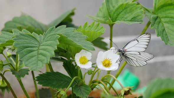 Black Veined White Butterfly