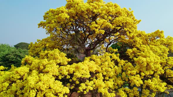 Aerial circling and flying backwards from magnificent golden trumpet tree, Brazil