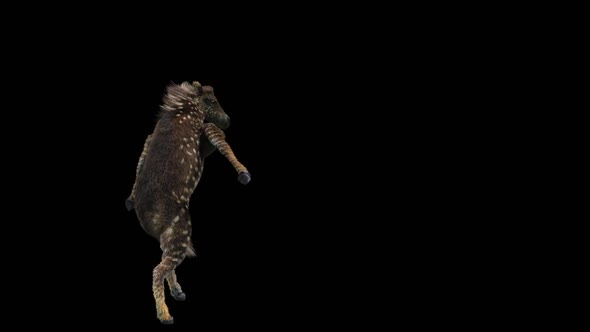 65 Zebra Dancing HD alt