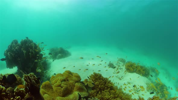 Coral Reef and Tropical Fish Underwater