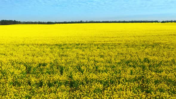 Aerial Drone Footage of Field of Yellow Rape Against the Blue Sky