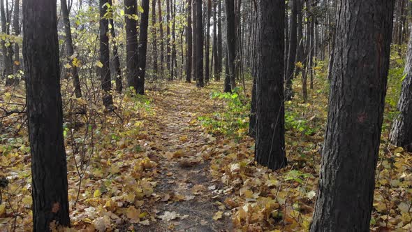 Beautiful Trail in the Autumn Forest or Urban Park