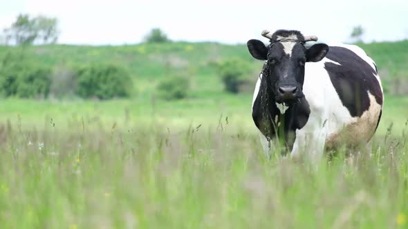 White Dairy Cow with Black Spots Grazing on the Green Grass in the Pasture