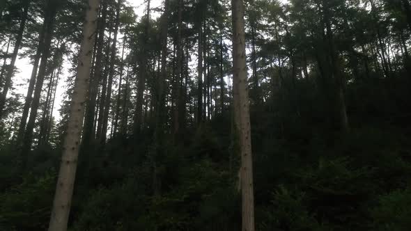 aerial pov flying through the trees, shot from drone