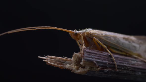 Static View Of A Caddisfly Sitting On A Wooden Stick. close up