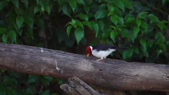 YellowBilled Cardinal Bird Paroaria Capitata Perched on Tree Branch