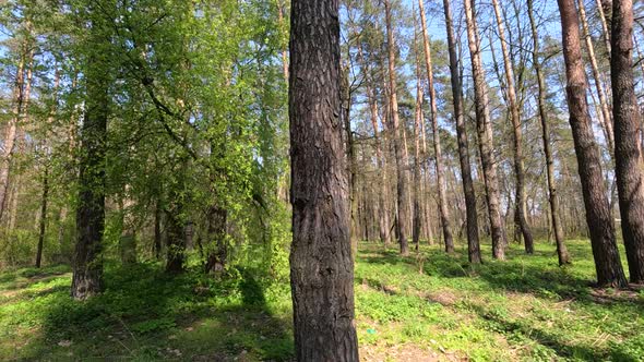 Forest with Pine Trees During the Day POV