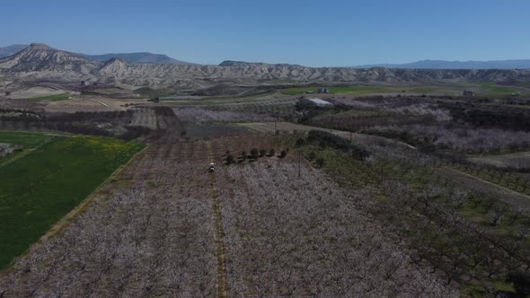 Blooming Apricot Orchard Aerial View