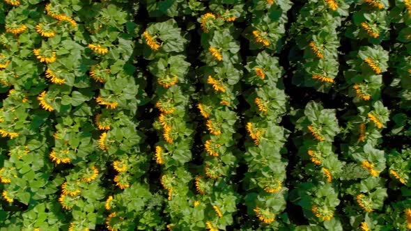 Aerial Sunflower Field