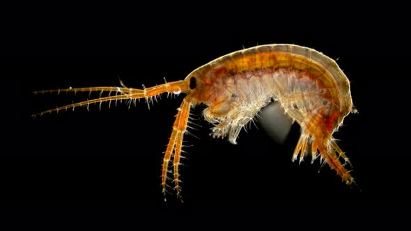 Amphipoda Eulimnogammarus Sp. Under the Microscope. Endemic Species, Inhabits Lake Baikal