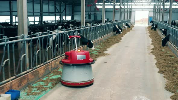 Animal Farm with a Robotic Feed Pusher Helping Cows to Eat