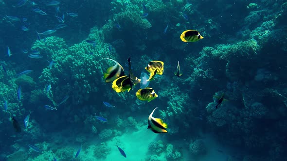 Coral Reef in the Red Sea Underwater Colorful Tropical