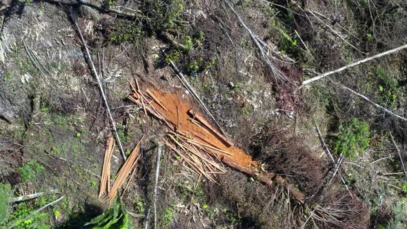 A large pile of recently sawed wooden planks laying on the ground