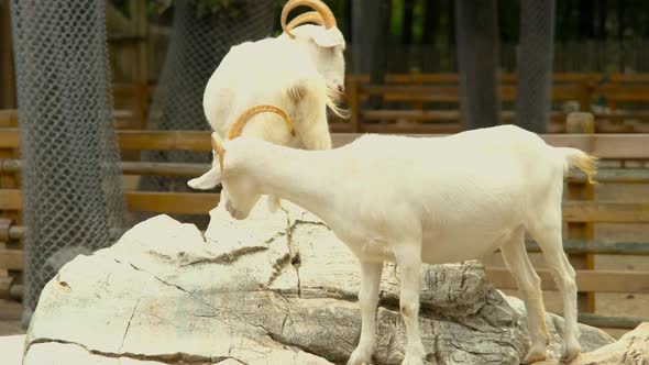 White Goat on Rock