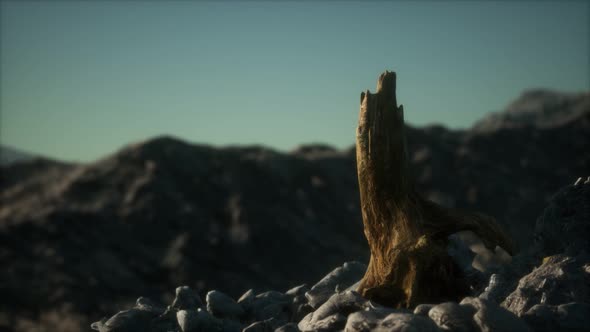 Dead Pine Tree at Granite Rock at Sunset