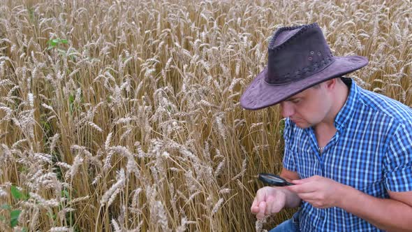 Male Hands Inspect Ears and Wheat in the Field